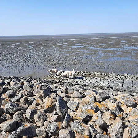 Fischkopf Mit Sauna Und Strandkorb * Büsum